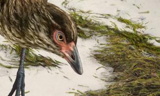 reconstruction painting of wonderchicken