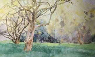 a garden watercolour