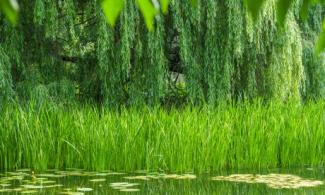 lake and willow tree