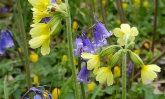 Oxslips and Bluebells