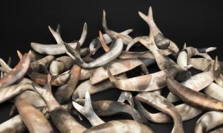 fish harvest detail by mella shaw