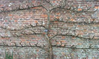 an espaliered fruit tree