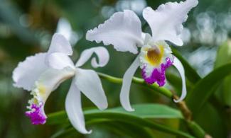 White and purple flower otherwise known as a Cattleya Trianae or Christmas Orchid