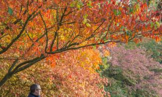 Tree with warm orange leaves.