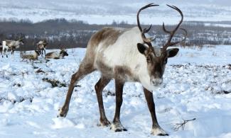 Reindeer photo