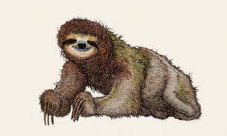 sloth illustration