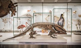 Lower gallery of the Museum of Zoology
