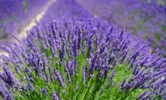 a field of lavender
