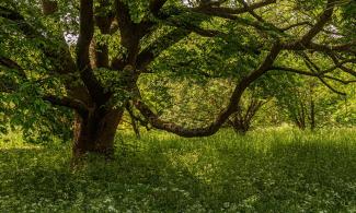 Image: ‘Bended Boughs’, Allan Hale