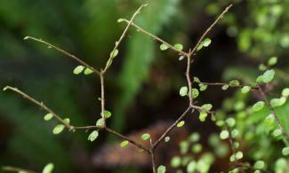 plant as chemical diagram?