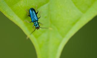 Close up image of minibeast on a leaf
