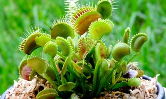 Close up of plant