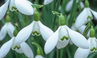 Galanthus (snowdrops) close up.