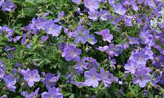 Geranium pratense