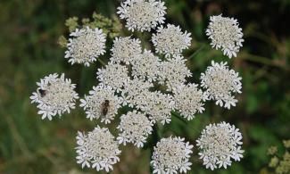 Heracleum sphondylium