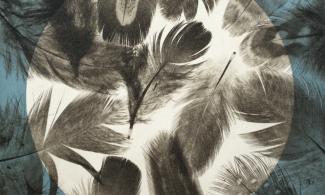 a print of feathers