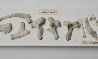 fossils bones in white plaster
