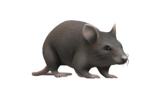 Illustration of a grey mouse