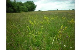 a wildflower rich field margin