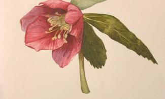 an illustration of hellebores