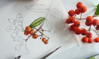 Rowan berries
