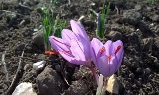 saffron flowers