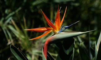 Strelitzia reginae  Image Brocken Inaglory under CC BY SA 3.0