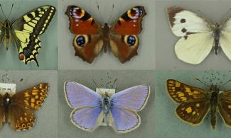 Butterflies collage picture