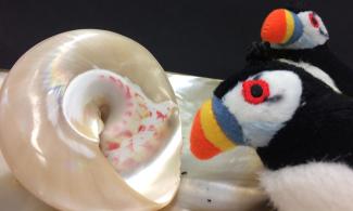 Puffin cuddly