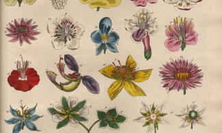 vintage botanical print