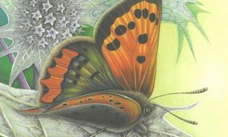 small copper butterfly on sea holly