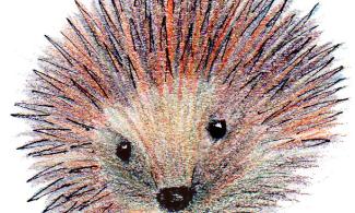 Hedgehog illustration