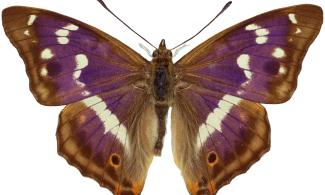 Purple Emperor Butterfly