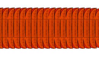 diagrame of large orange milipede
