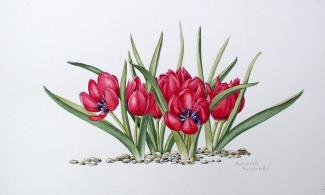 tulips