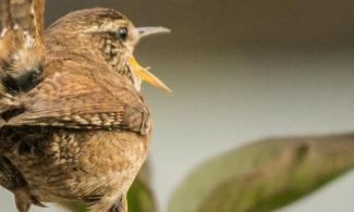 Image of wren standing on garden fence with beak open in song