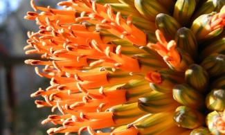 Close up of orange flower