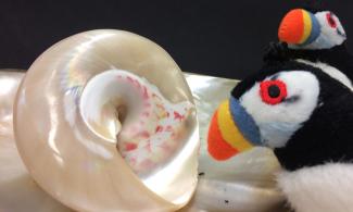 Cuddly toy and shell