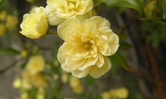 yellow rose
