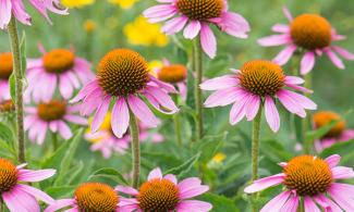 Echinacea