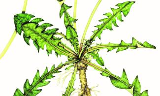 an illustration of a dandelion
