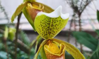 orchid image