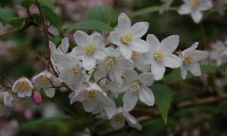 Deutzia-x-rosea
