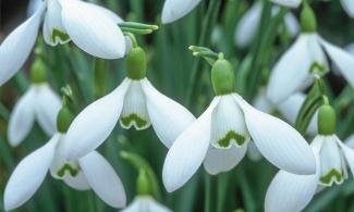 snowdrops in bloom