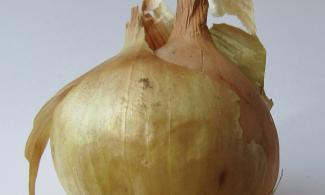 an onion