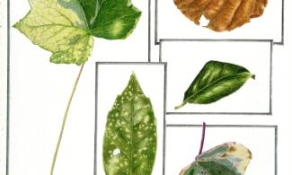 image of leaves