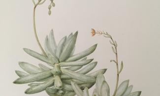 an image of a succulent