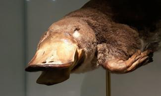 Platypus photo