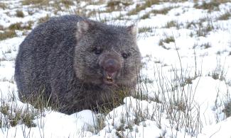Wombat