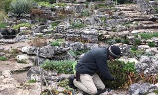the Limestone Rock garden at the Botanic Garden